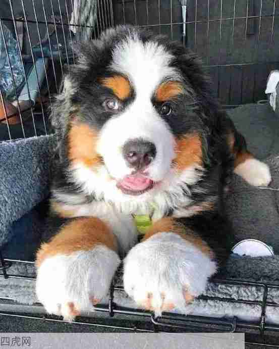 大脚小伯最可爱！和不懂大脚的人没话说