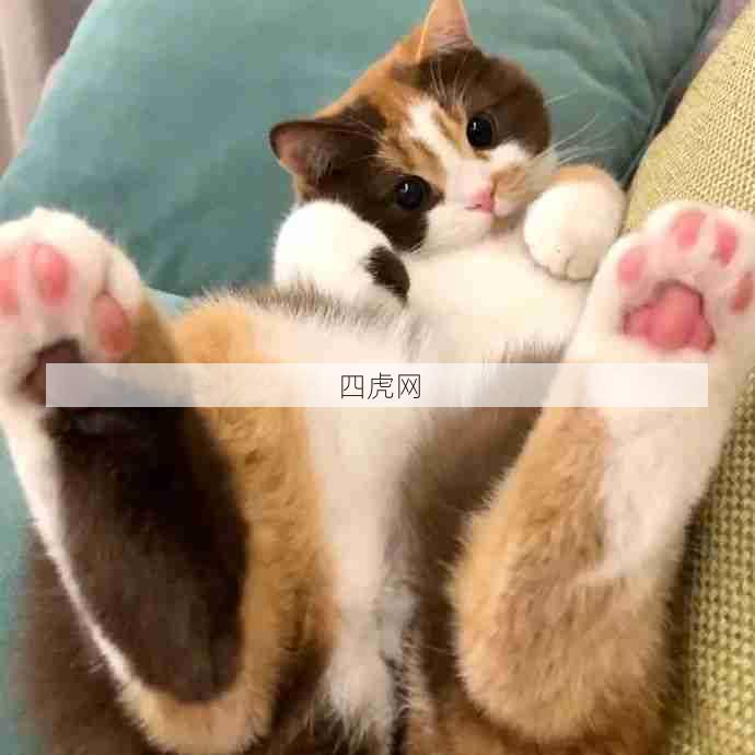 圆乎乎胖嘟嘟的小猫咪！粉jiojio！