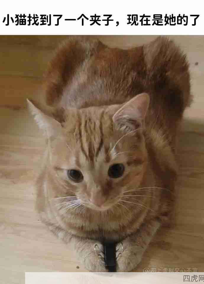 小猫就是最治愈的