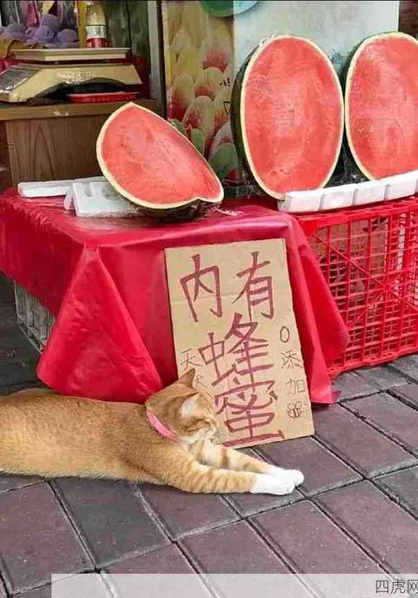 每 家 店 都 有 一 只 猫 老 板