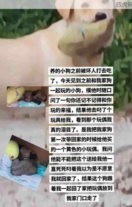 被狗狗之间的友情破防了