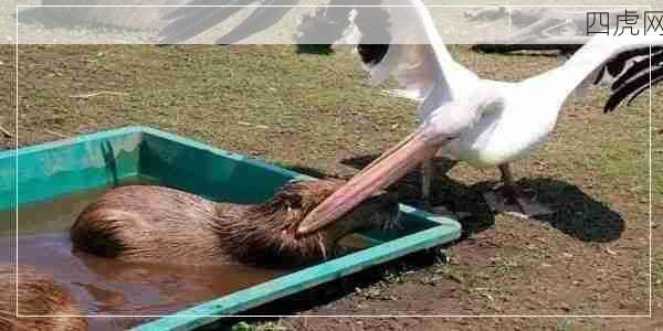 鹈鹕这不是欺负老实豚嘛！哈哈烦人