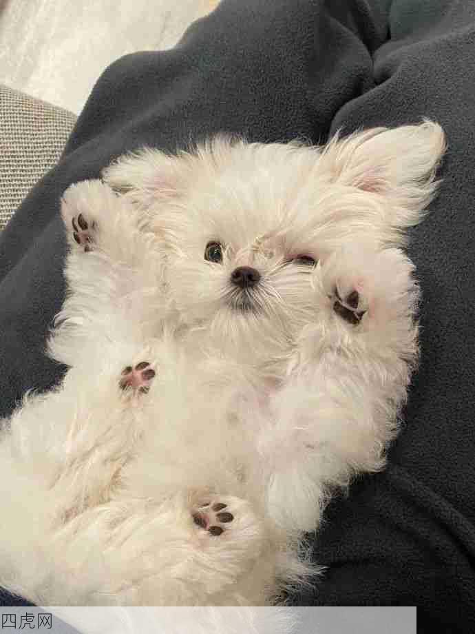 为什么它还可以wink！怎么可以这么可爱！