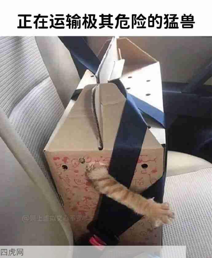 猫已经三天没有无缘无故打人了猫好