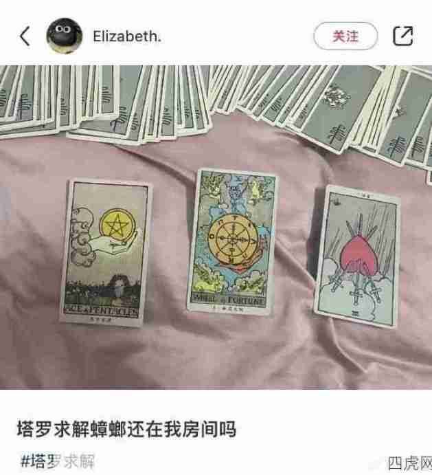 哈哈哈哈我不了解塔罗！但我了解蟑螂