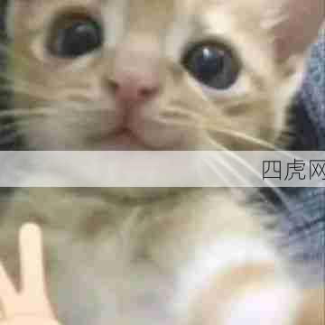 小猫怎么会有烦恼呢