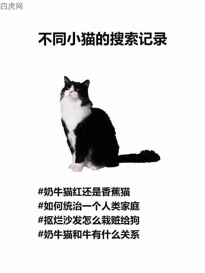 不同小猫的搜索记录