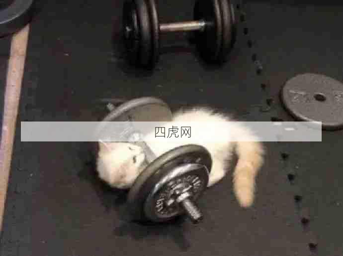 去健身房就会变成猫猫吗