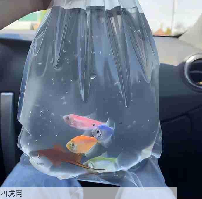 养养鱼好像也不错