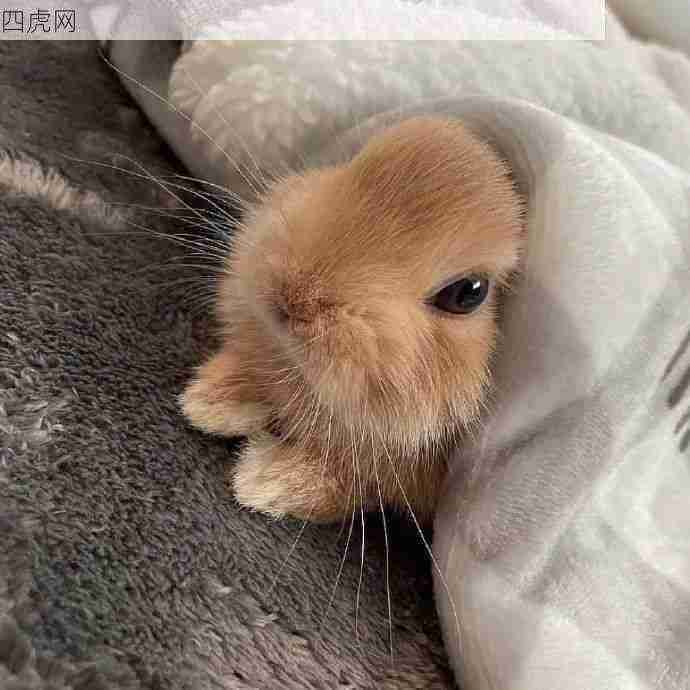 好可爱的小兔子！让我们谢谢兔兔