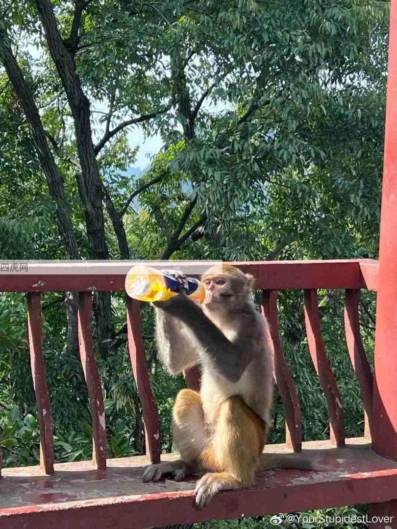 横扫饮料，做回码喽！！