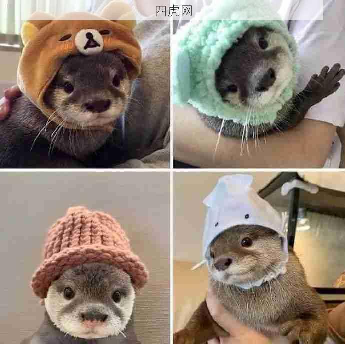 戴帽子的獭獭 ​​​！好有型的宝宝