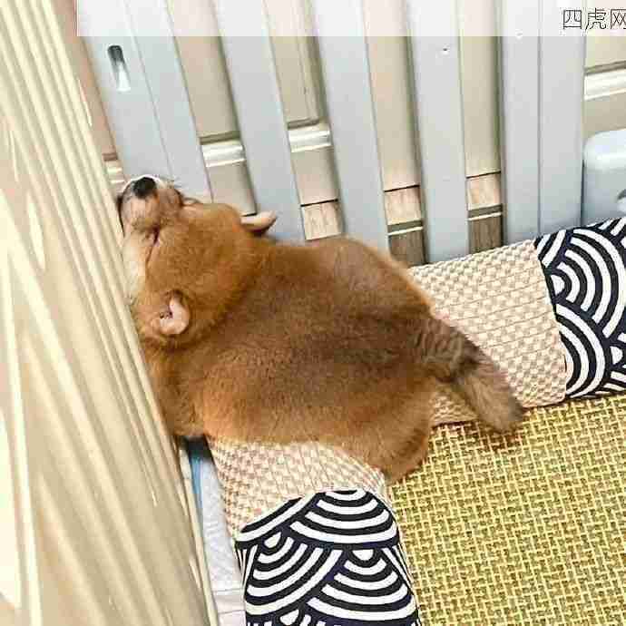 每天都想摆烂的我