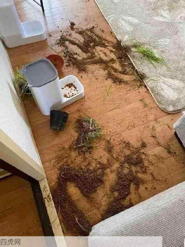 猫猫：我没有坏心眼，只是好奇