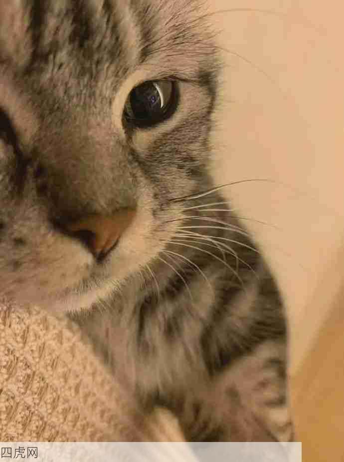 它又不上班让它睡！