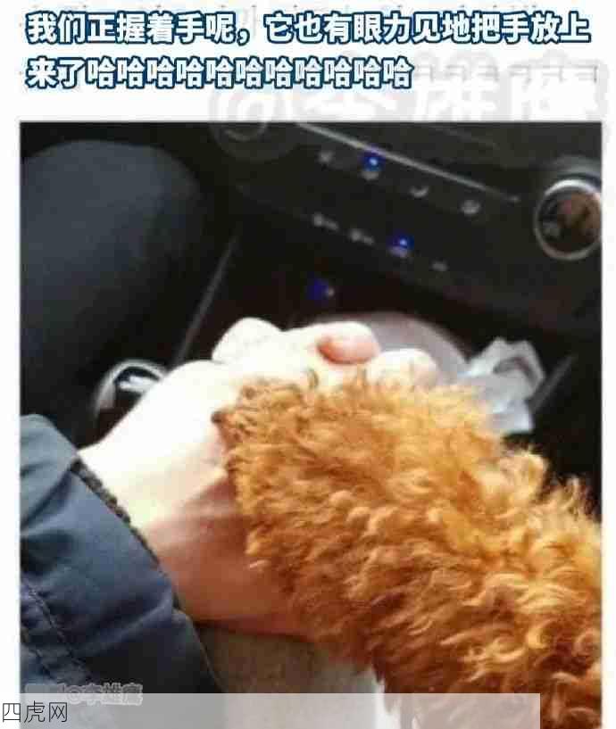 小狗好！可爱的要命