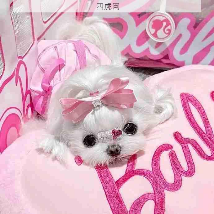 怎么有这么漂亮的小狗