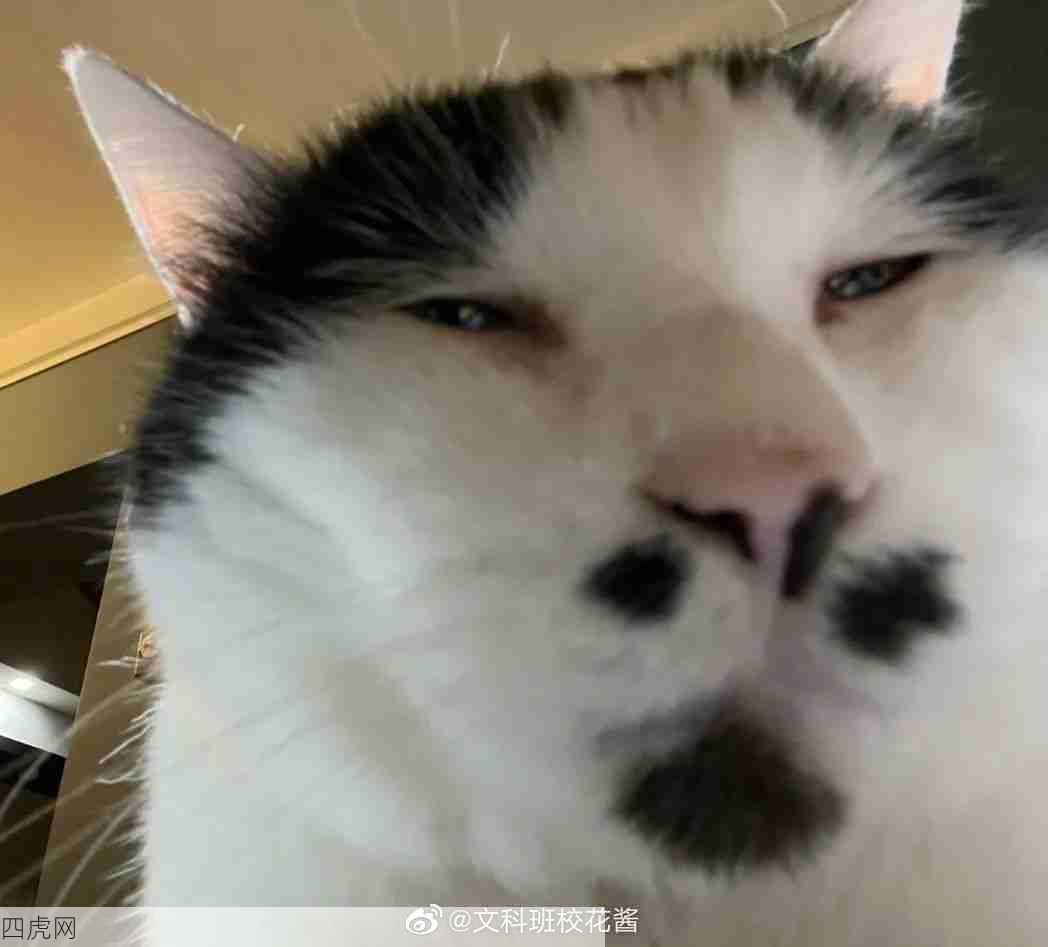 来点油腻猫咪！怎么 不满意？