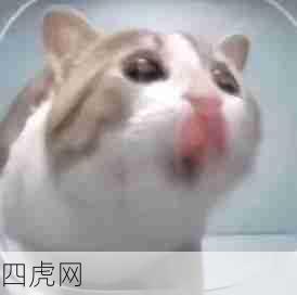 只有丑表情 没有丑猫猫