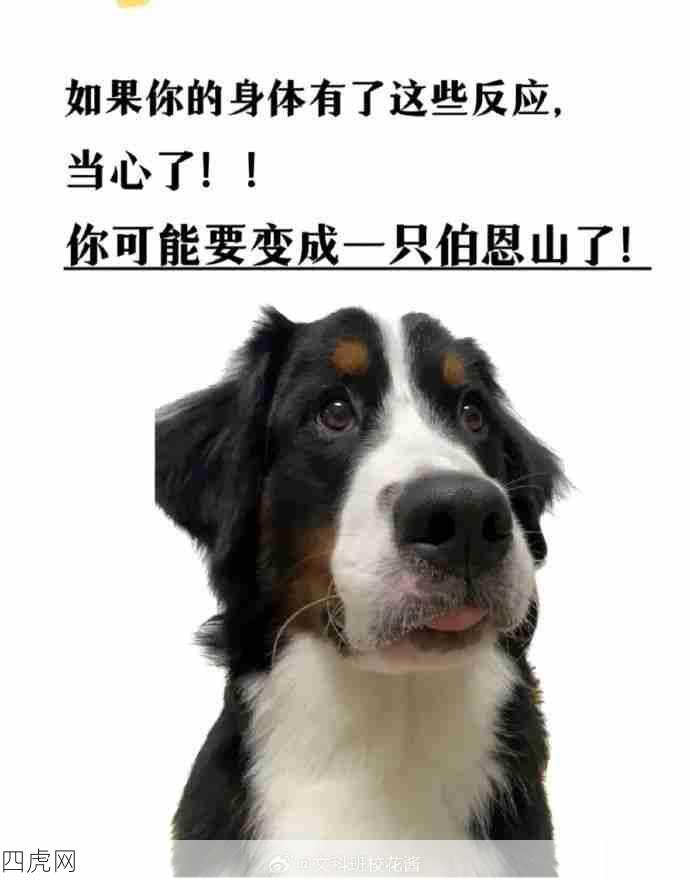 我要变成伯恩山了！