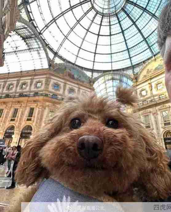 潦潦草草鸡块狗狗！好乖哦