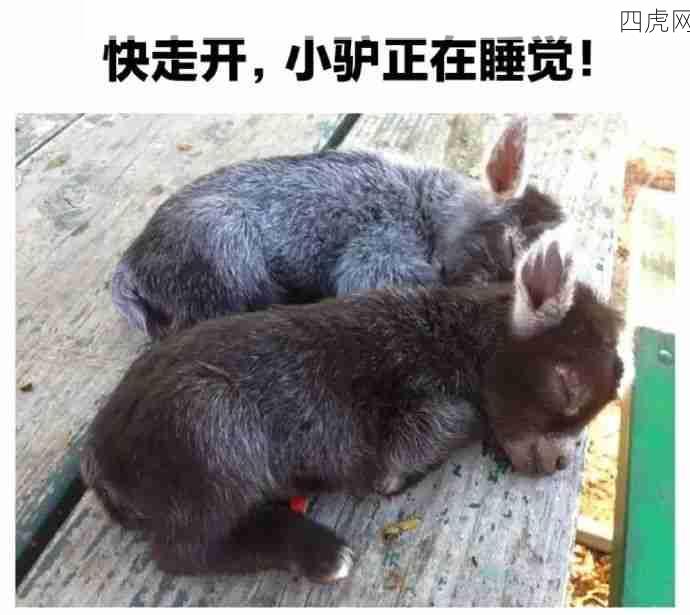 喜欢小驴的有福了！被可爱晕倒