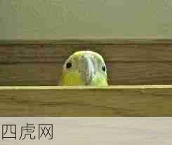 理直气壮鸟！特别可爱的红脸蛋儿！