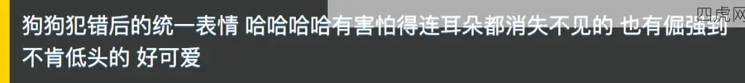 《狗狗犯错》它好像根本不觉得自己错了