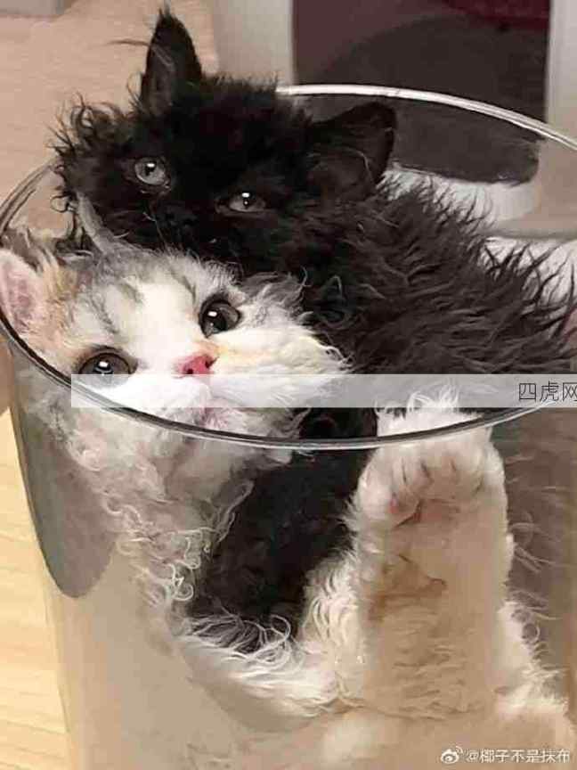 被困住了好无助！太可爱了抱走