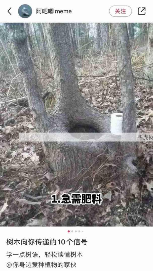 10年以上树洞工作经验