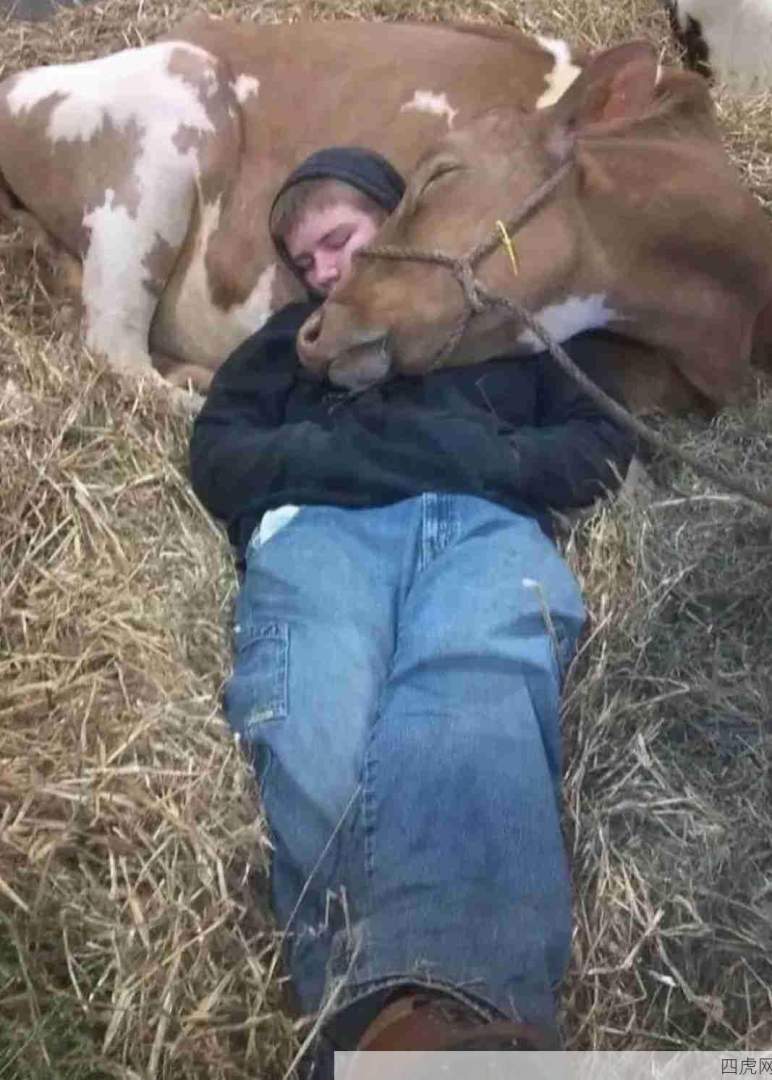 牛牛真的超级超级可爱