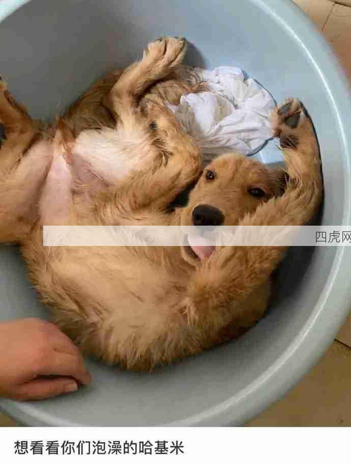 狗狗泡澡！毛湿湿的样子好可爱啊！