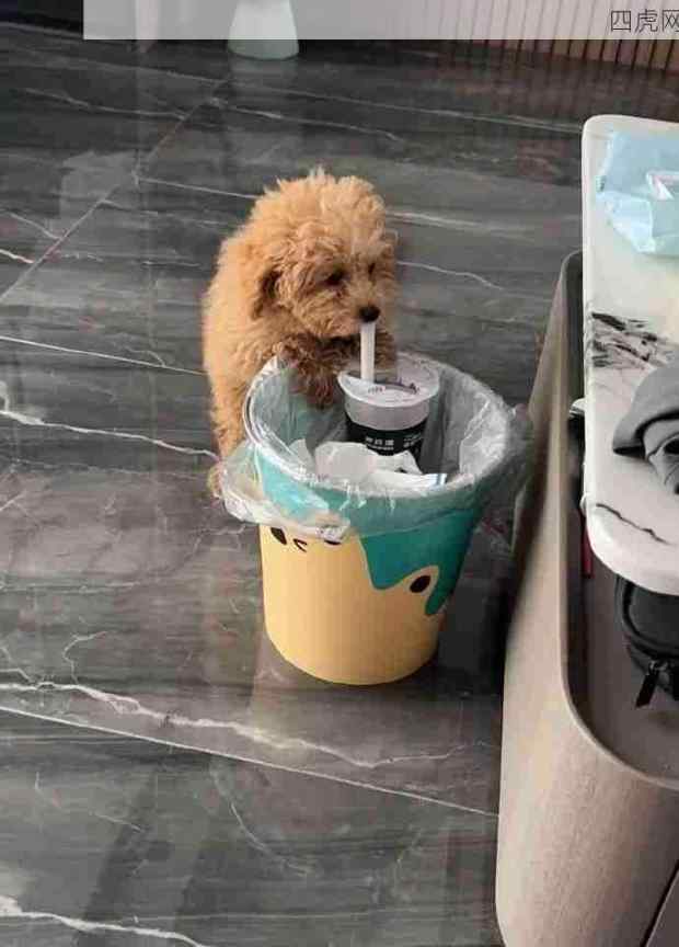 请把小毛贼送到我这里来整治