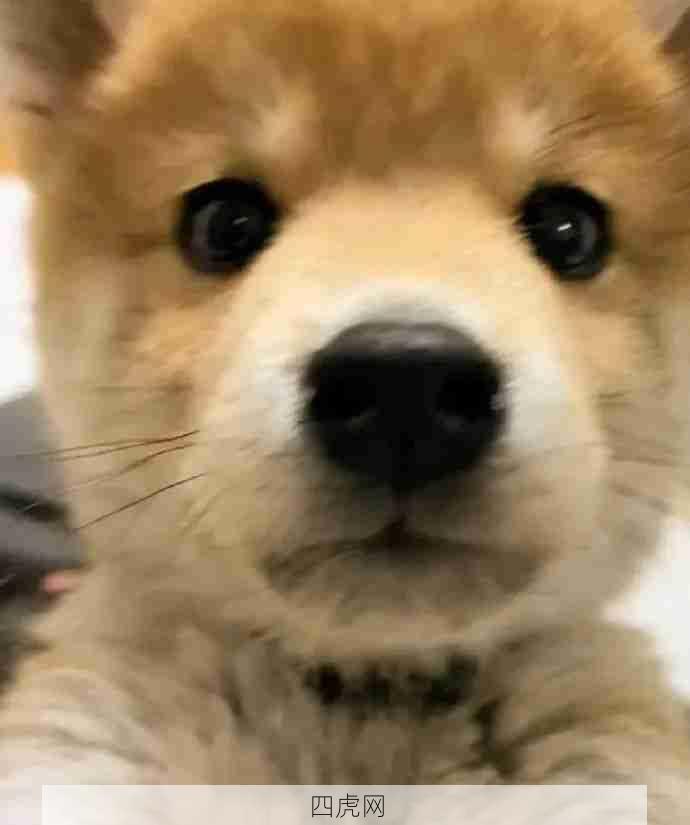 分享一些小狗的自拍 ！很爱看！