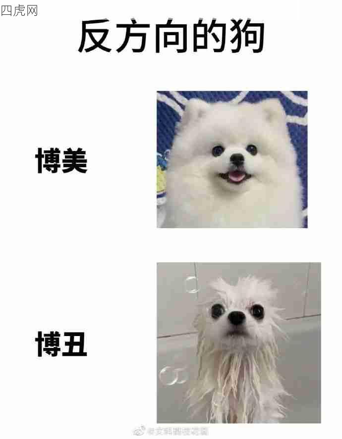 太狗啦！戳到了奇怪的笑点哈哈