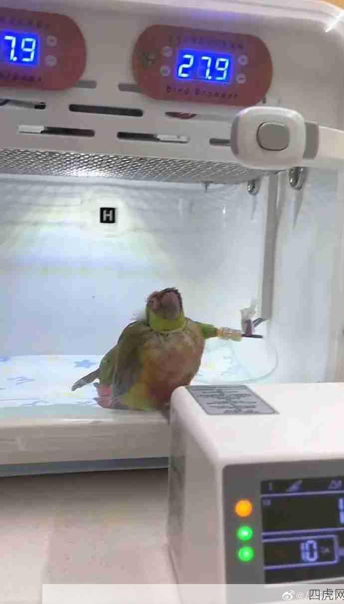 给小动物治疗！小可怜们！