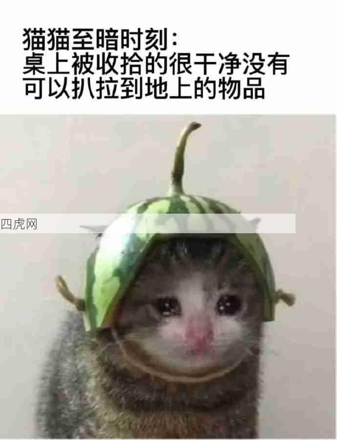 猫猫的至暗时刻！猫好！人坏！