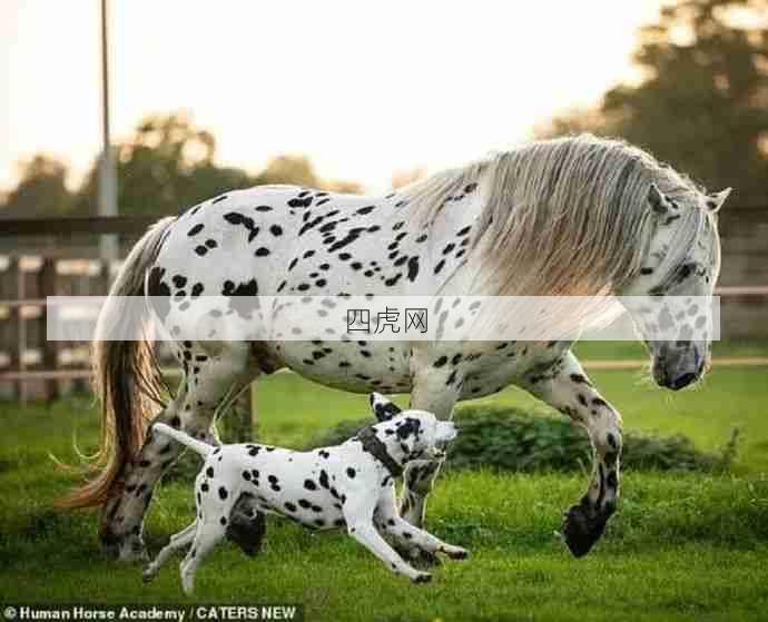需要斑点融入这个家！斑点狂喜！